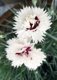 Dianthus: Silver Star (large)