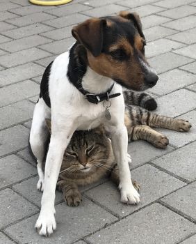 Dog on Cat