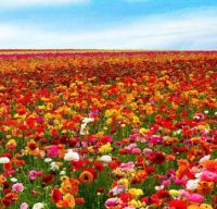 Flowers for today :-)