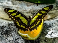lemon butterfly