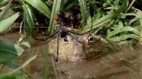 Bullfrog and Orb Spider!