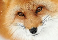 foxy face