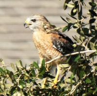 Red shouldered hawk