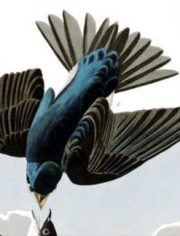 WHITE BELLIED SWALLOW