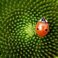Ladybug on the coneflower.