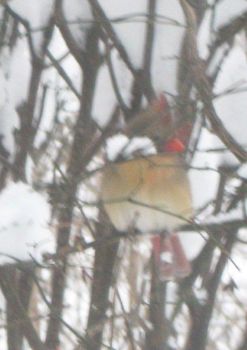 female cardinal on a branch