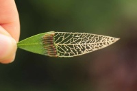 Bottlebruch leaf and sawfly larvae