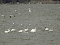 There are still some swans out in Lake Superior