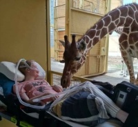 Giraffe saying goodbye to dying patient