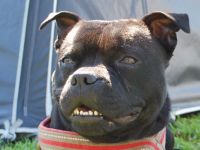 Chillie my SBT baby now 3 yers