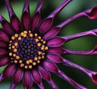 Gorgeous purple flower