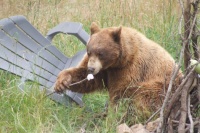 Bear Eats a Marshmello