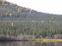 In the Fall there goes Alaska's Great Oil Pipeline amid ice stunted forest.