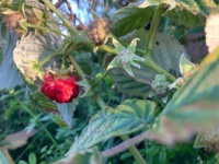 Late raspberry