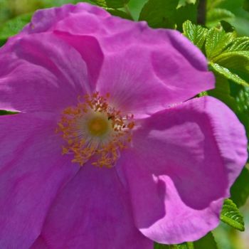 Pinkness - Wild Rose, Newfoundland
