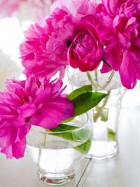 Flowers for the day