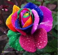 Rainbow rose