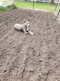 Planting Supervisor