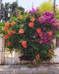 Bush in Bloom