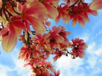 flowers_branch
