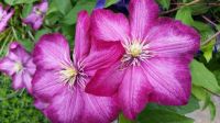 Clematis