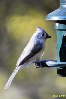 Tufted Titmouse Showing his crest