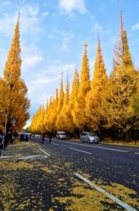 Ginko tree avenue in autumn, Jingu Gaien, Tokyo