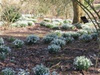 Snowdrops
