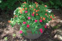 whiskey barrel impatiens