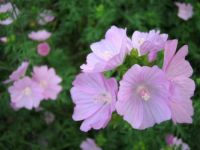 Malva