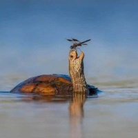 swamp turtle meets dragonfly