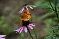 Butterfly at the farm