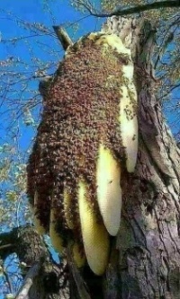 That's a Lot of Bees