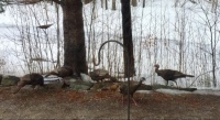 A small grouping of wild turkeys