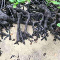 Mangroves, Far North Queensland