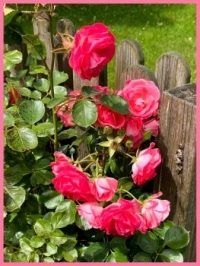 In my brother's garden.  In mijn broers tuin.