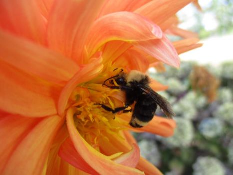 Bumblebee in a Dahlia