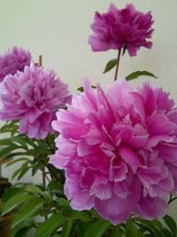 pink peony