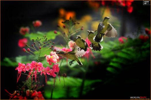 Beautiful Slow-Mo Hummingbird