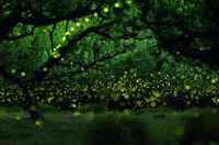 Lightning Bugs in the forests of Nagoya City, Japan