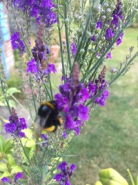 Honey Bee on my flower