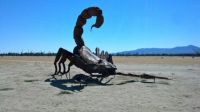 Desert Scorpion! 