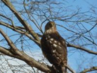 Hawk in our Tree