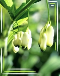 🌿🤍🌿 White 🌿🤍🌿
