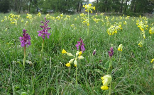 Cowslips and wild orchids, Gloucestershire.