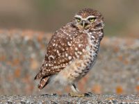 burrowingowl