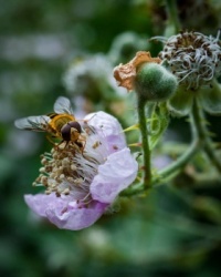 A Hoverfly on a flower of a raspberry bush