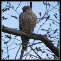 PEREGRINE FALCON (I THINK)