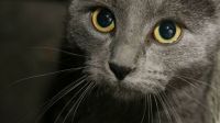grey cat eyes