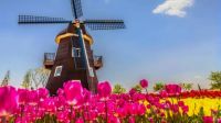 windmill in a field of tulips